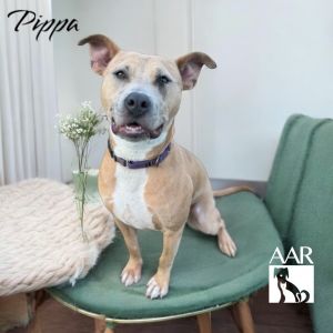 Pippa