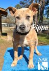 Pippa photo 2