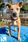 Pippa photo 3