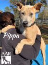 Pippa photo 4