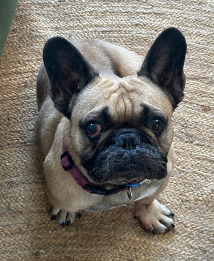 Giorgio, an adoptable French Bulldog in San Juan de Abajo, NAY, 63732 | Photo Image 1