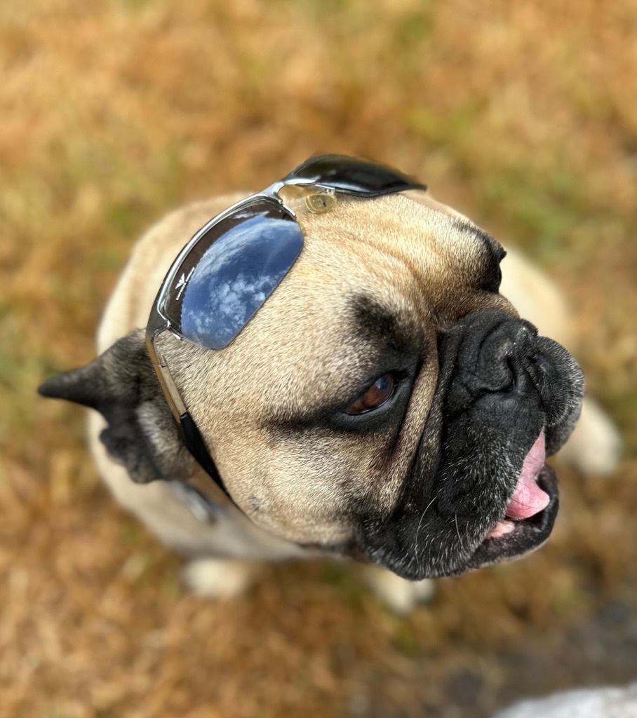 Giorgio, an adoptable French Bulldog in San Juan de Abajo, NAY, 63732 | Photo Image 2