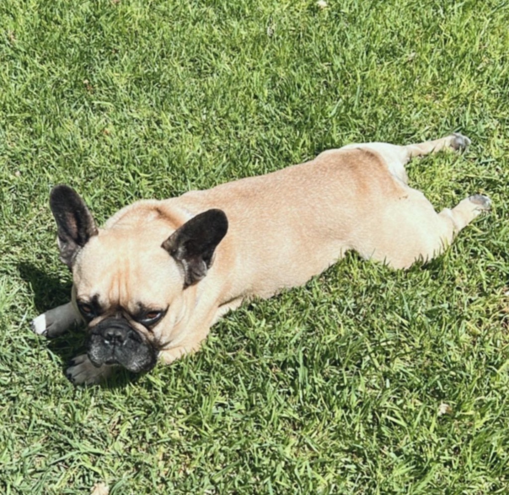 Giorgio, an adoptable French Bulldog in San Juan de Abajo, NAY, 63732 | Photo Image 3