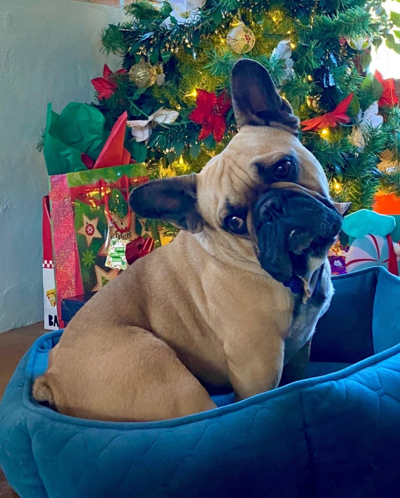 Giorgio, an adoptable French Bulldog in San Juan de Abajo, NAY, 63732 | Photo Image 4