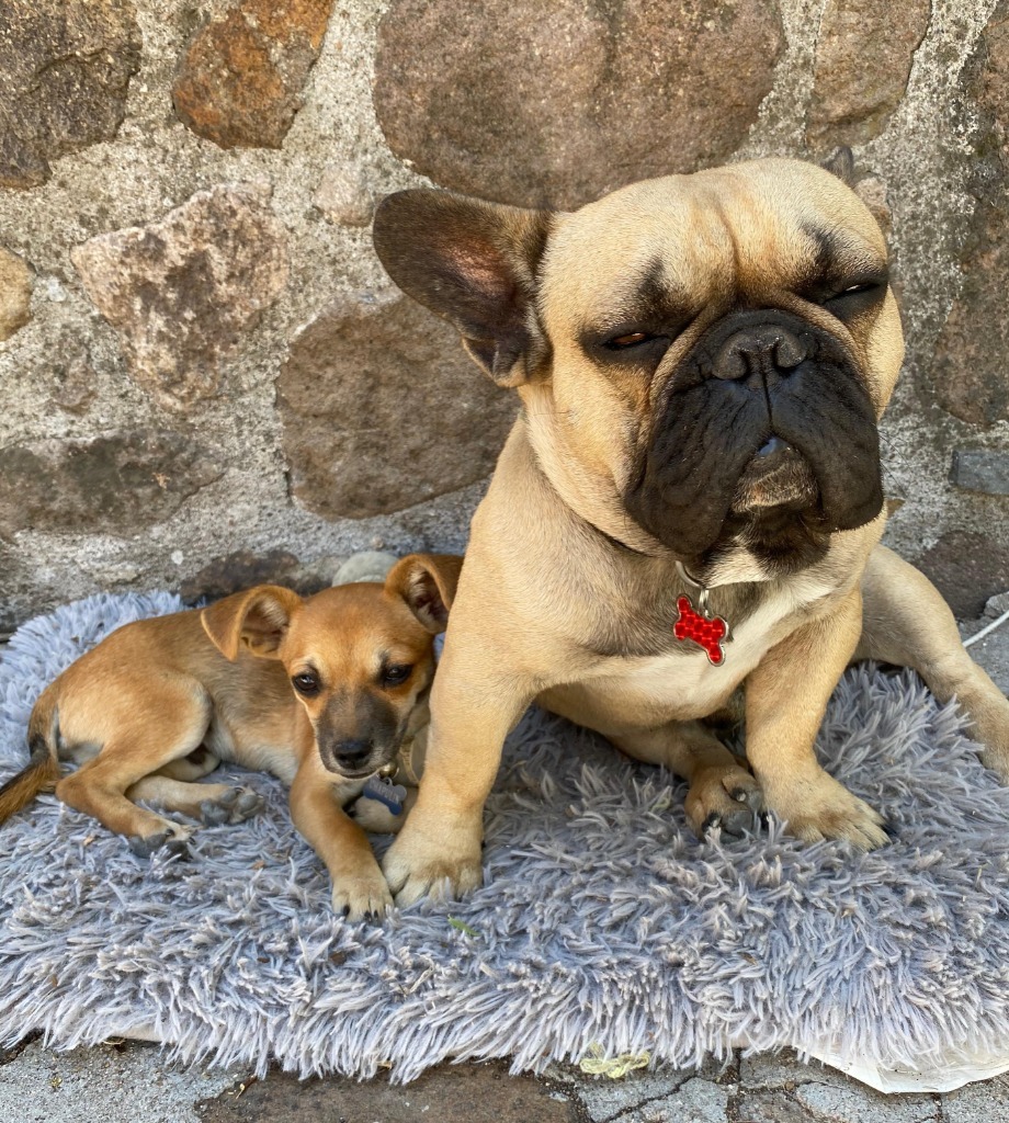 Giorgio, an adoptable French Bulldog in San Juan de Abajo, NAY, 63732 | Photo Image 5