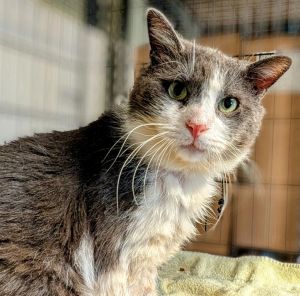 Oscar Grey, Adult Male Domestic Short Hair