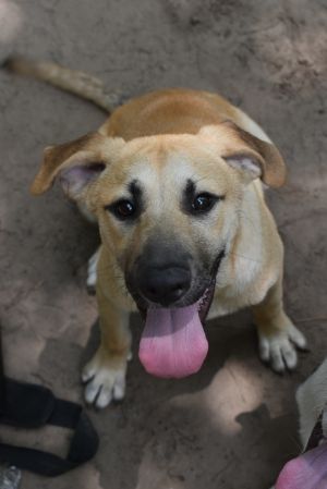 Jupiter, Adult Male German Shepherd Dog