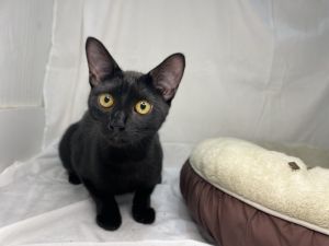 Blackberry, Young Female unknown