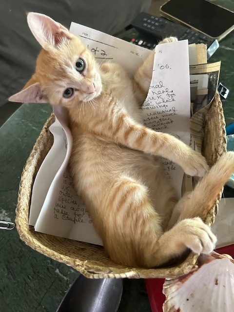 Ringo