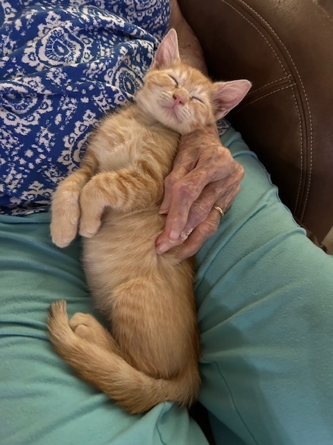 Ringo