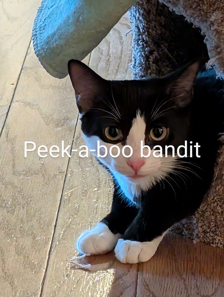 Peek-a-boo Bandit