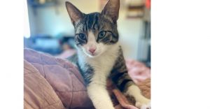 George, Young Male Domestic Short Hair