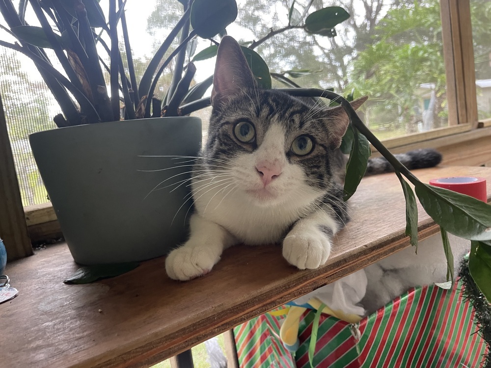 George