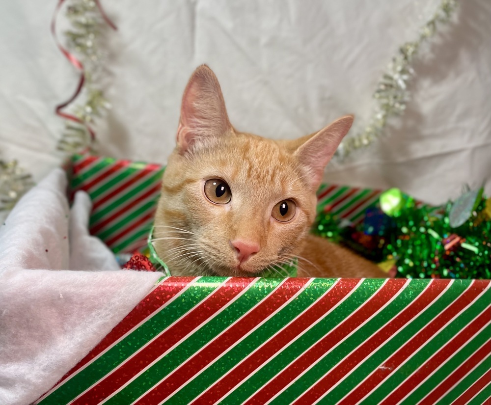 Gingie