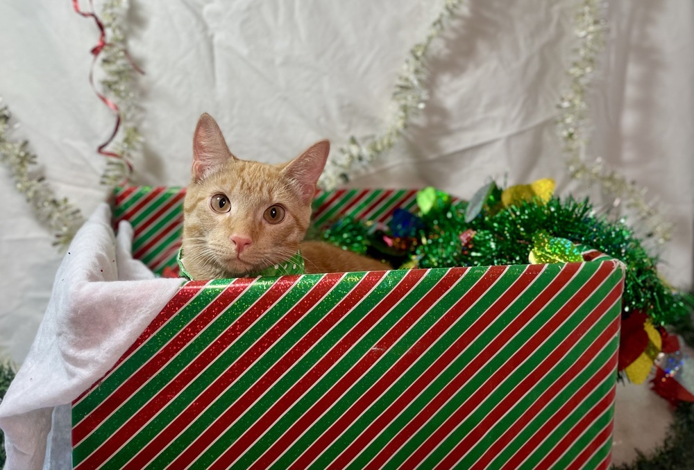 Gingie