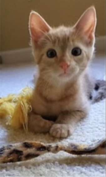 Gingie