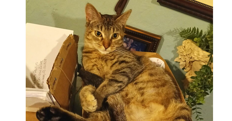 Arya