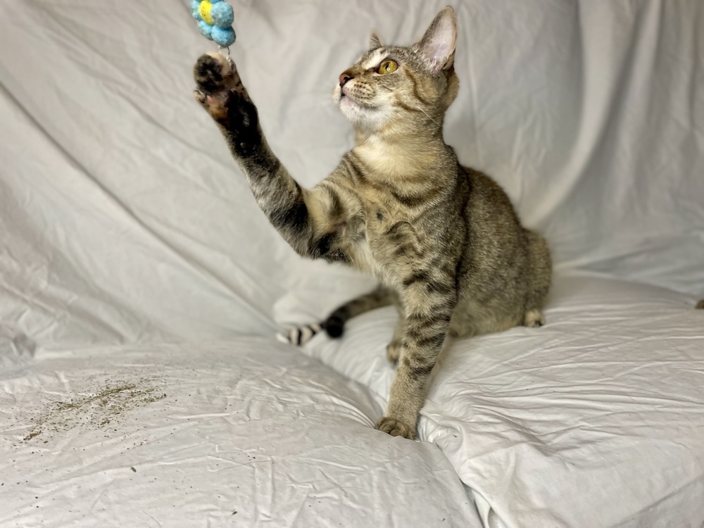 Arya