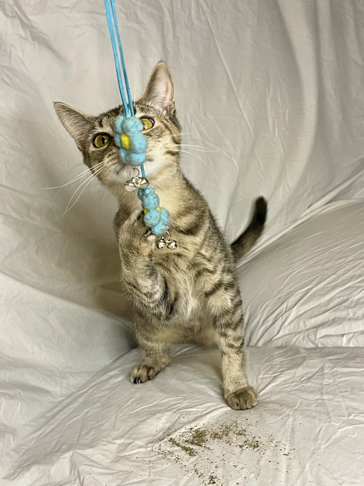 Arya