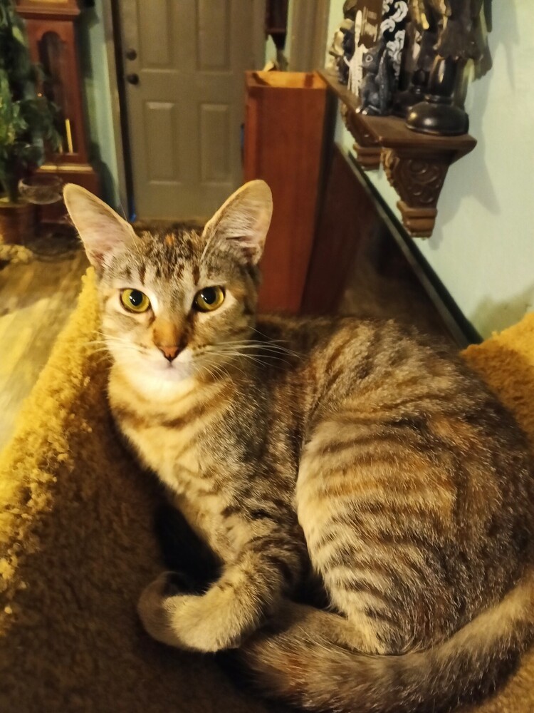 Arya