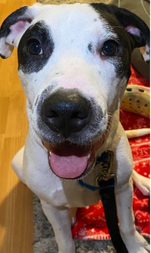 Cola, Adult Male Mixed Breed