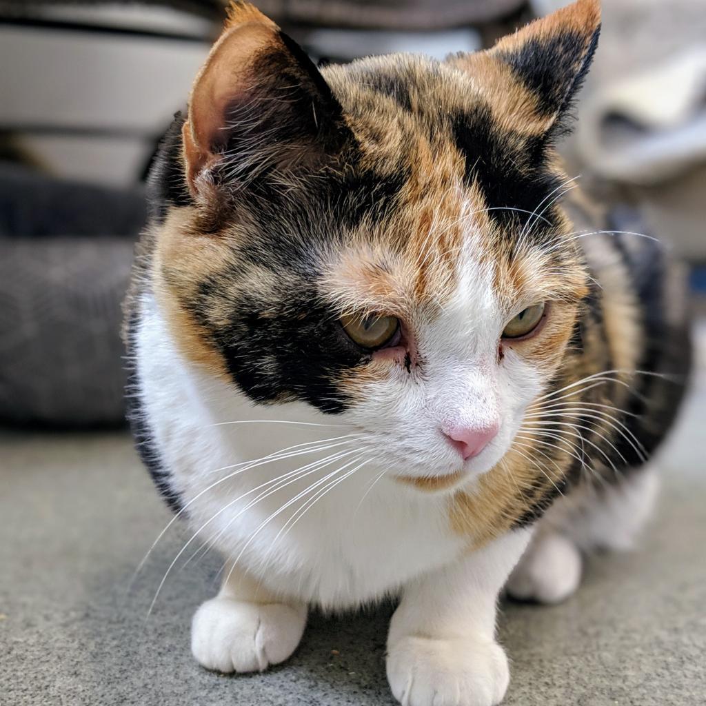 Wicca, an adoptable Domestic Short Hair in Thomaston, ME, 04861 | Photo Image 1