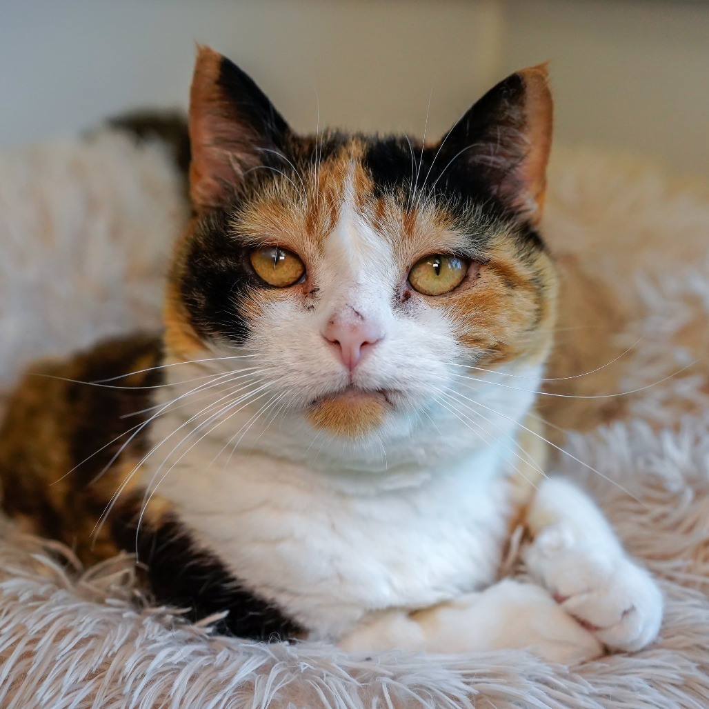 Wicca, an adoptable Domestic Short Hair in Thomaston, ME, 04861 | Photo Image 1