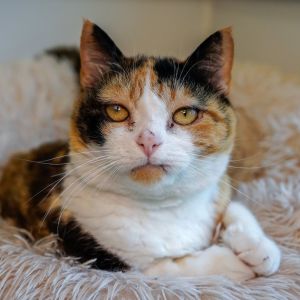Wicca, Senior Female Domestic Short Hair