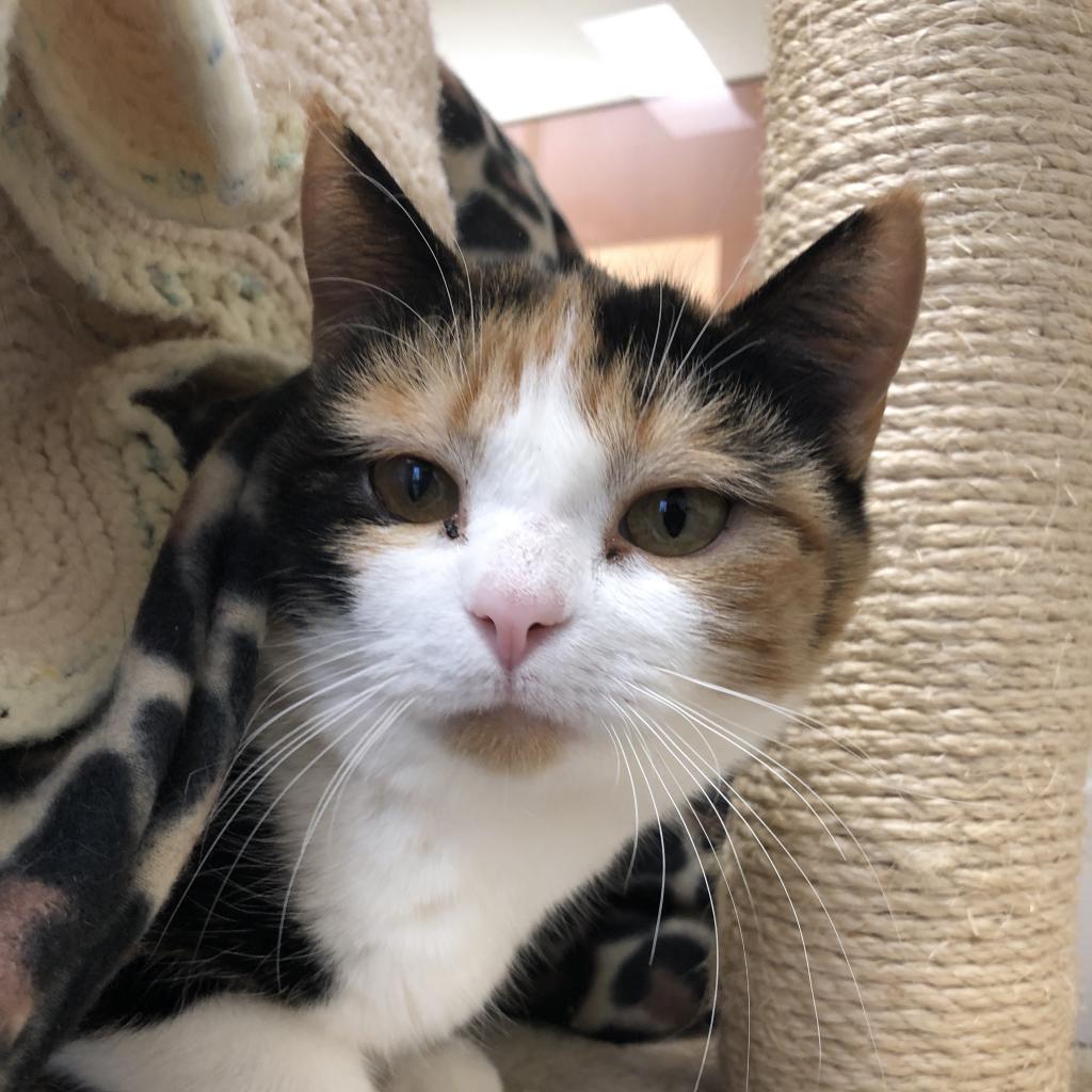Wicca, an adoptable Domestic Short Hair in Thomaston, ME, 04861 | Photo Image 2