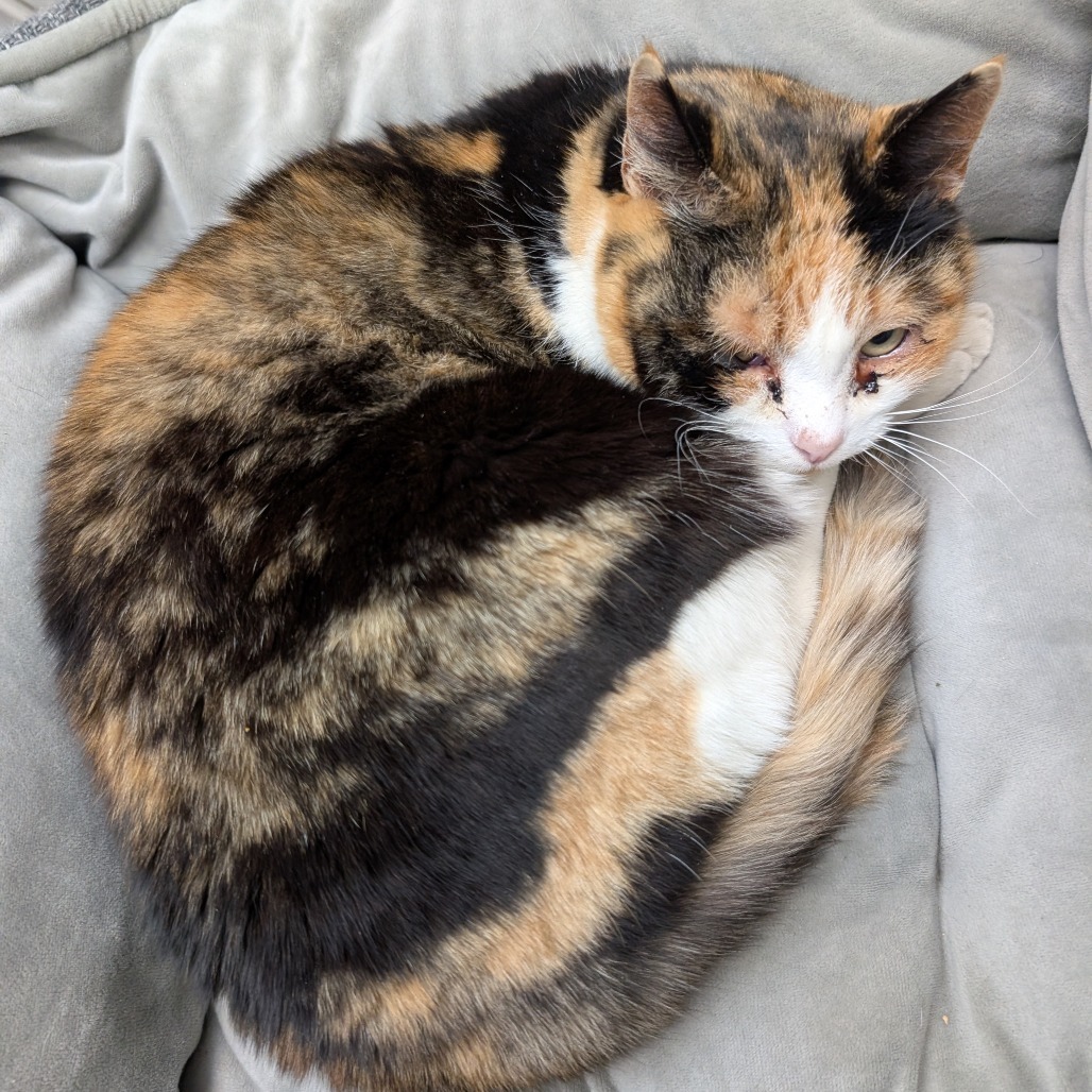 Wicca, an adoptable Domestic Short Hair in Thomaston, ME, 04861 | Photo Image 3