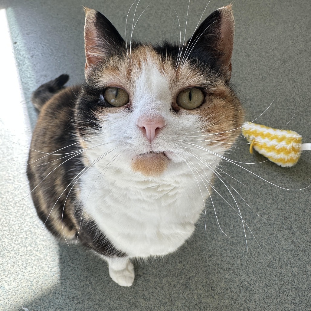 Wicca, an adoptable Domestic Short Hair in Thomaston, ME, 04861 | Photo Image 4