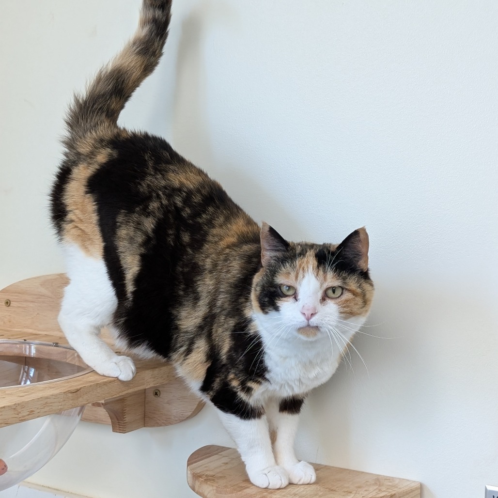 Wicca, an adoptable Domestic Short Hair in Thomaston, ME, 04861 | Photo Image 5