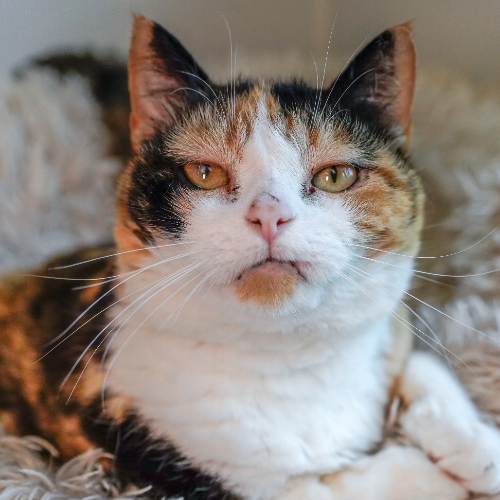 Wicca, an adoptable Domestic Short Hair in Thomaston, ME, 04861 | Photo Image 6