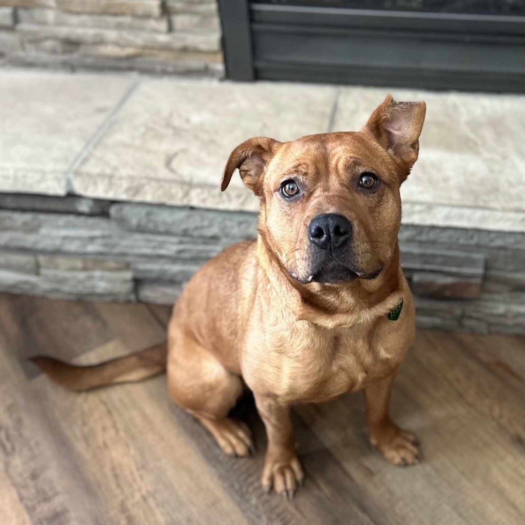 Fena, an adoptable Mixed Breed in Bismarck, ND, 58507 | Photo Image 1