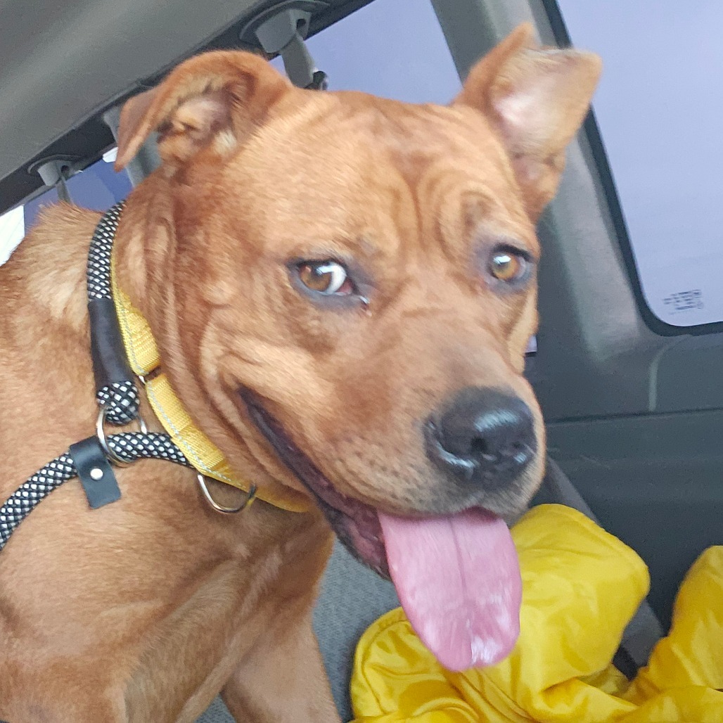 Fena, an adoptable Mixed Breed in Bismarck, ND, 58507 | Photo Image 2