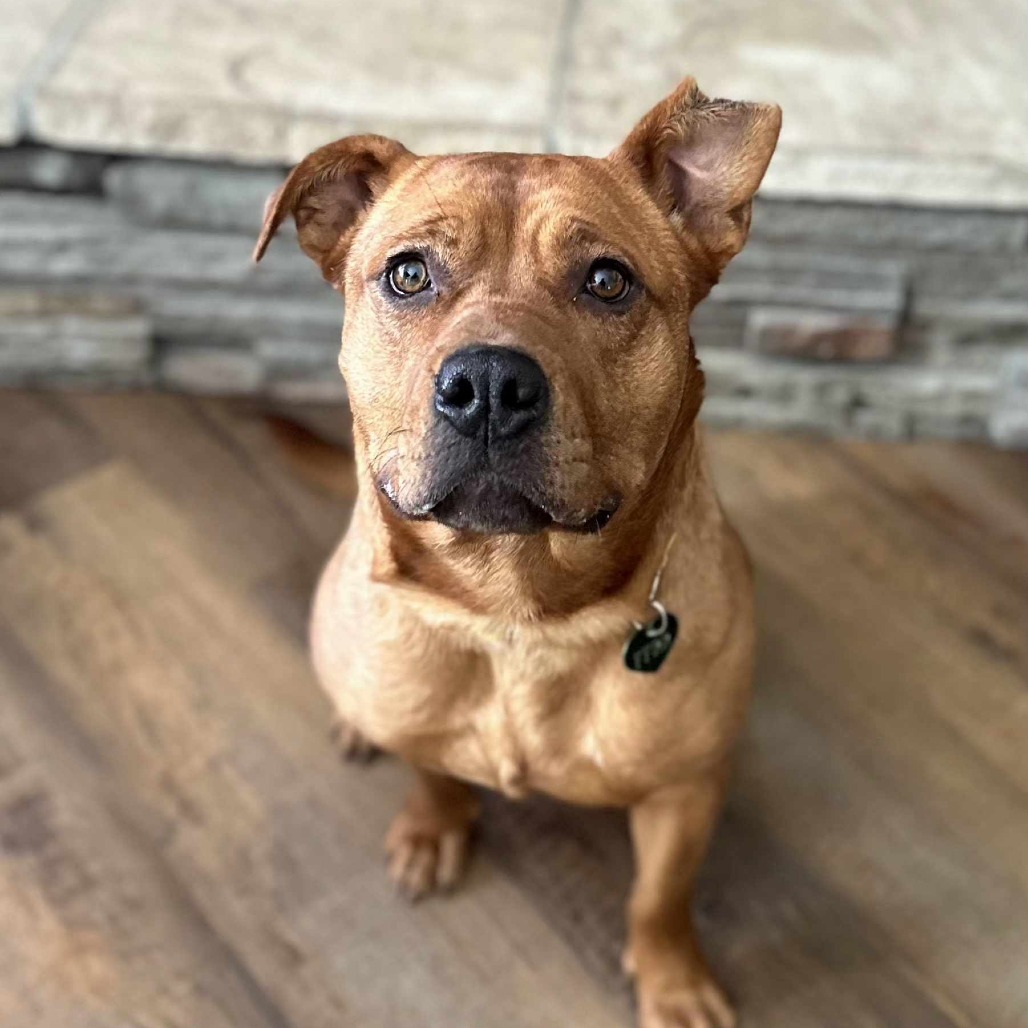 Fena, an adoptable Mixed Breed in Bismarck, ND, 58507 | Photo Image 3