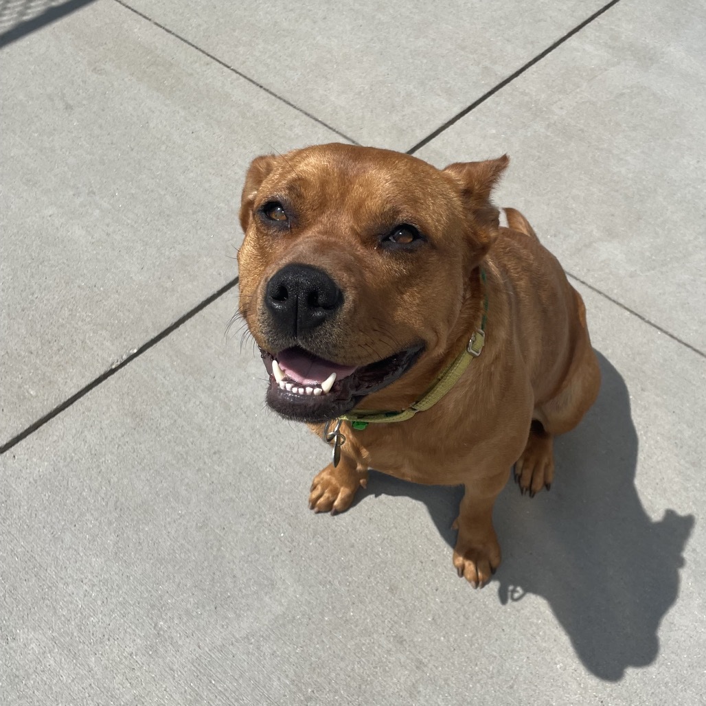 Fena, an adoptable Mixed Breed in Bismarck, ND, 58507 | Photo Image 4