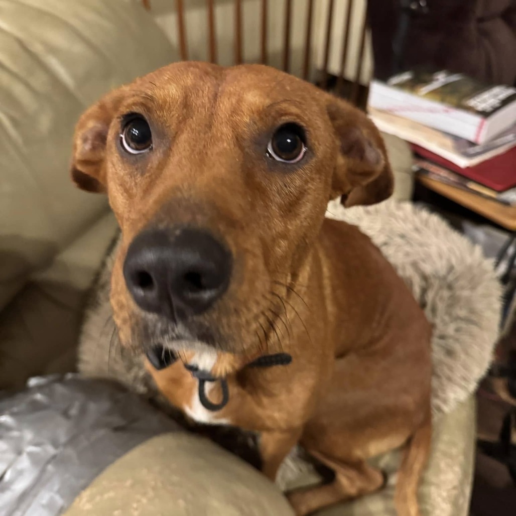 Claudia, an adoptable Terrier, Hound in Tomah, WI, 54660 | Photo Image 4
