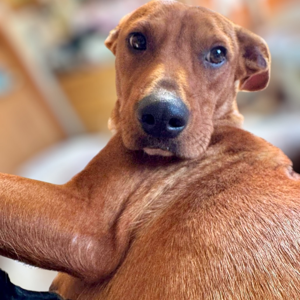 Claudia, an adoptable Terrier, Hound in Tomah, WI, 54660 | Photo Image 11