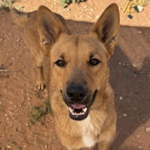 Beetlejuice, Adult Male Shepherd