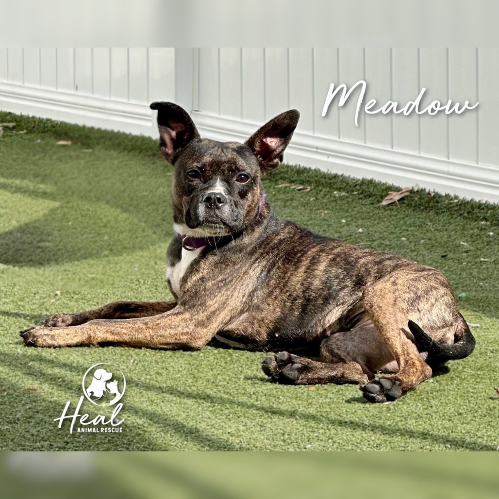 Meadow
