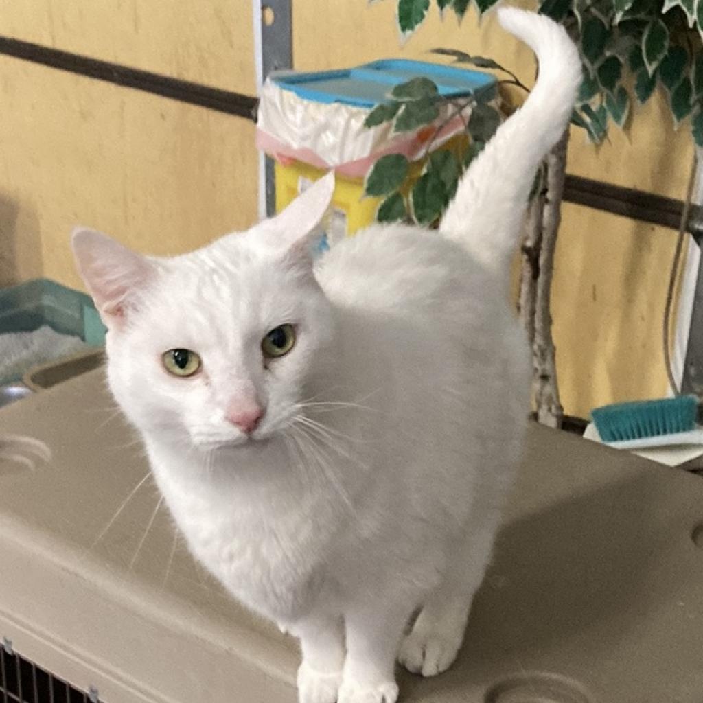Winter, an adoptable Turkish Van in Grand Rapids, MN, 55744 | Photo Image 1