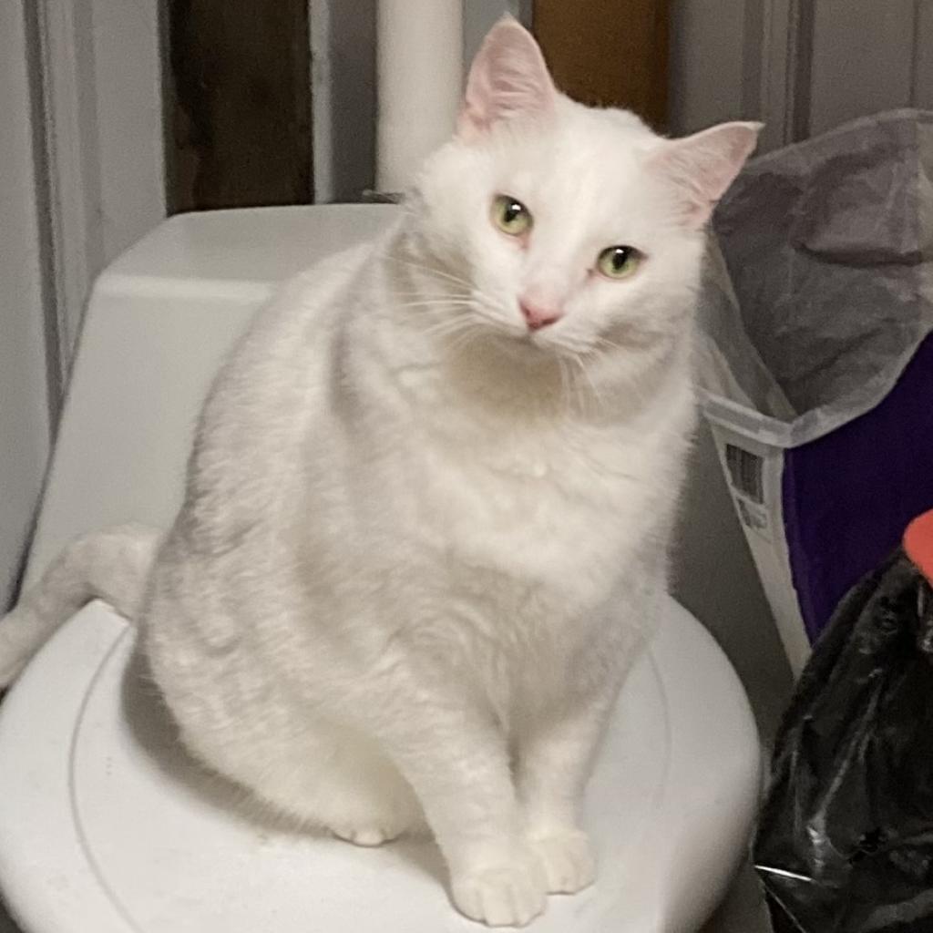 Wilbur (Winter), an adoptable Turkish Van in Grand Rapids, MN, 55744 | Photo Image 2