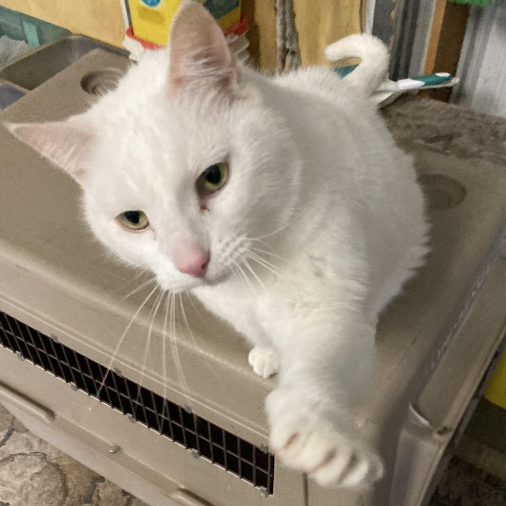 Wilbur (Winter), an adoptable Turkish Van in Grand Rapids, MN, 55744 | Photo Image 3