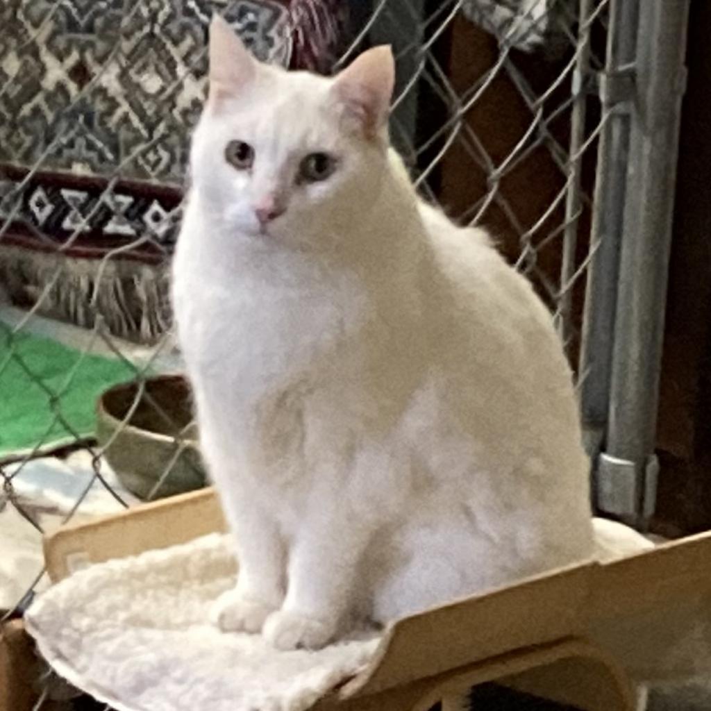 Wilbur (Winter), an adoptable Turkish Van in Grand Rapids, MN, 55744 | Photo Image 4