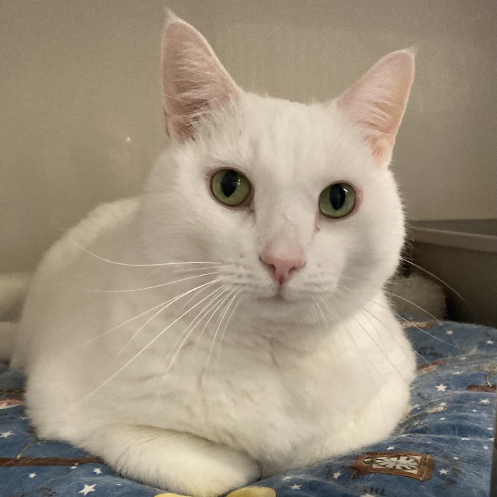Wilbur (Winter), an adoptable Turkish Van in Grand Rapids, MN, 55744 | Photo Image 5