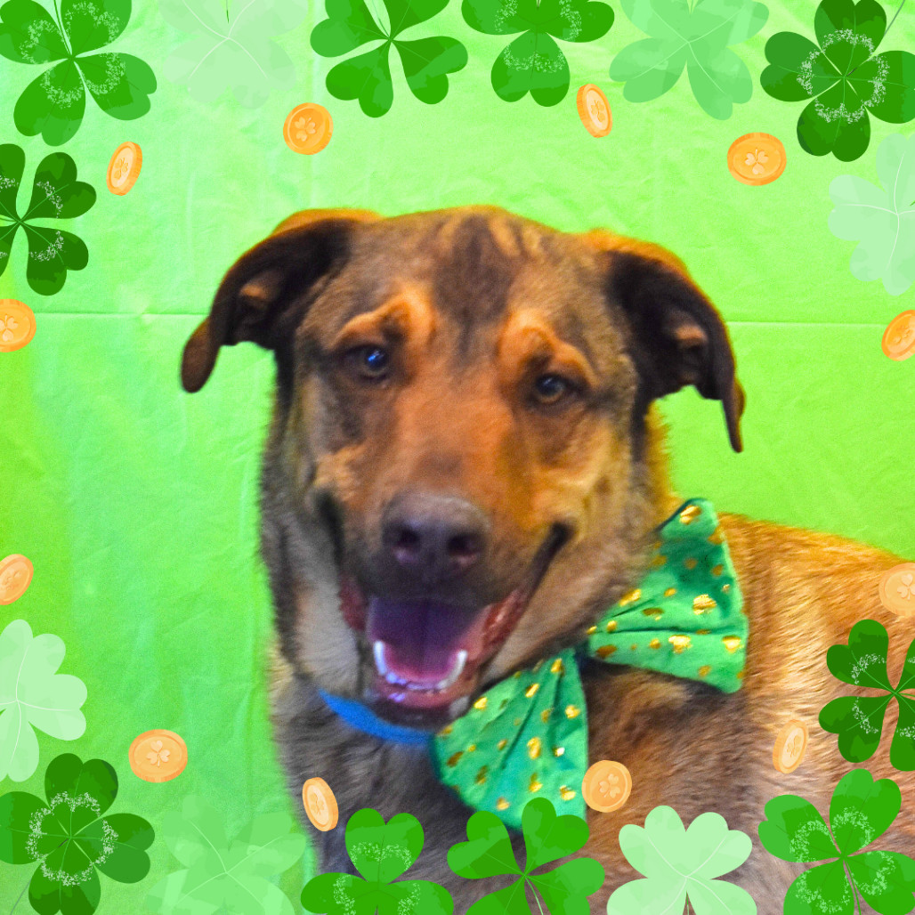 Haze (Hazel), an adoptable Shepherd, Mixed Breed in Rifle, CO, 81650 | Photo Image 1