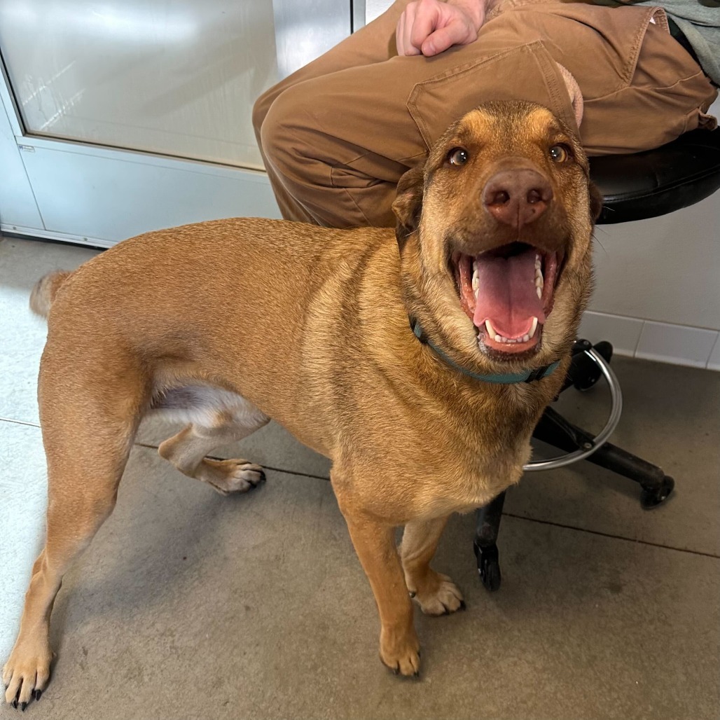 Haze (Hazel), an adoptable Shepherd, Mixed Breed in Rifle, CO, 81650 | Photo Image 3