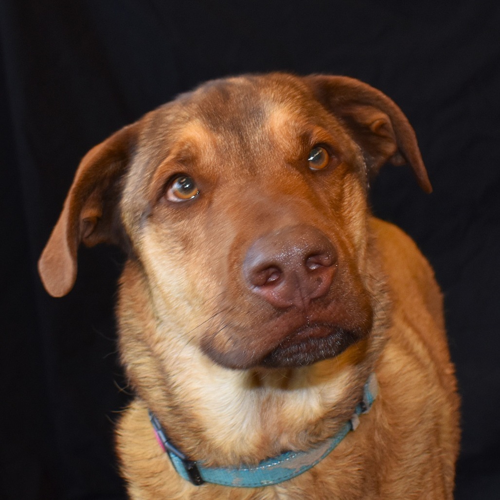 Haze (Hazel), an adoptable Shepherd, Mixed Breed in Rifle, CO, 81650 | Photo Image 4
