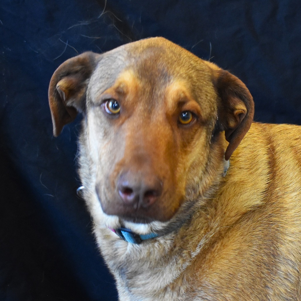Haze (Hazel), an adoptable Shepherd, Mixed Breed in Rifle, CO, 81650 | Photo Image 5